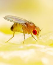 OPC Pest Services - Thornton image 16