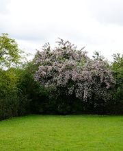 Praxis Dr. med. CHEN | Akupunktur und TCM | FMH Orthopädie Bild 8