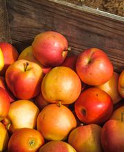 Foodservice Brüning ist ihr zertifizierter Großhandel für Obst, Gemüse, exotische Früchte und Feinkost auf Sylt. Frische, Qualität und zuverlässiger Kundenservice sorgen für eine hohe Zufriedenheit unserer Kunden.

 „Gehe immer mit der Zeit“ ist unser Motto, dies spiegeln wir auch durch unsere vertrauensvolle und freundschaftliche Zusammenarbeit mit unseren Kunden: von der Bestellung bis hin zur Lieferung wider. Wir liefern täglich rund um die Uhr für ihre Zufriedenheit.