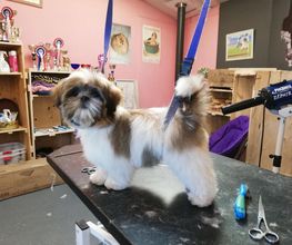 Chanadog image 15