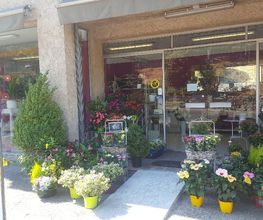 Fayence Fleurs image 11