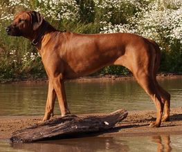 Rhodesian Ridgeback Züchter Bild 6
