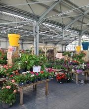 Plantes à massifs / légumes