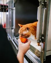 Mills River Animal Clinic image 7