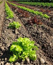 Marché Balmer Bild 9