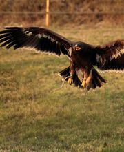 Stages Fauconnerie Lyon , Elevage de rapaces, Effarouchement pigeon, Rhône-Alpes, Bourgogne-Franche-Comté, Saône et Loire image 5