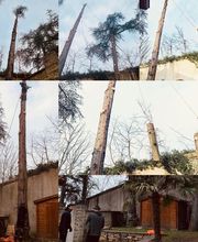 Eyraud Elagage image 13