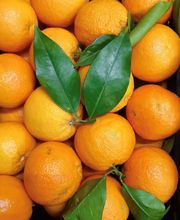 Gallery Professionale