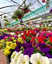 Pépinières Bourquin image 14