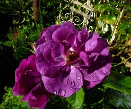 Stark im Garten