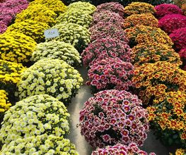 Marty Fleurs image 5