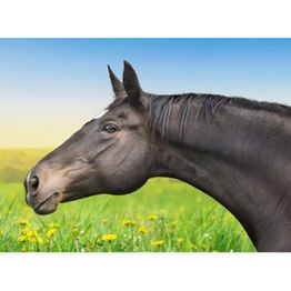 Freudiger Lohnunternehmen