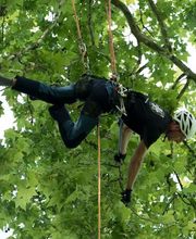 Les Artisans de L'Arbre Sarl Bild 3