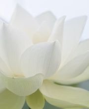 Médecine Chinoise Santé Sàrl