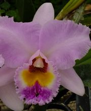 Odom's Orchids Inc image 1