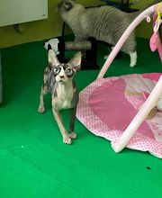 Animal's Cottage image 6