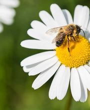 Sève et Vie Sàrl Bild 3