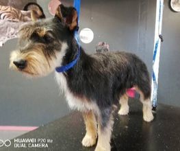 Chanadog image 10