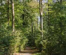 FriedWald Ostheide Bild 1