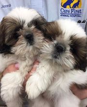 Care First Animal Hospital at Tryon image 2