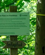 FriedWald Burg Plesse Bild 13