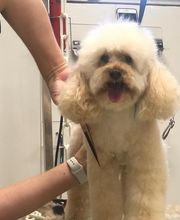 Armelle Toiletteuse Chiens Et Chats image 17