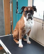 Au Bain Canin image 7