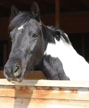 Les Ecuries de la Joux Bild 2