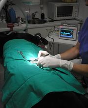 Clinique vétérinaire PK3 image 10