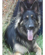 Zois Hundeschule Bild 1