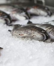 Rubigenhof Fischzucht AG Bild 2