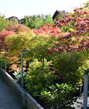 Strickler Blumen & Gärten AG Bild 6