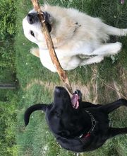 Lucky-Pets-Munich Bild 4