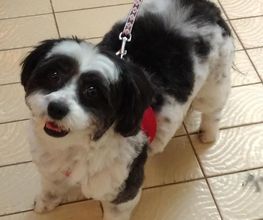 Lady Chiens image 11
