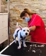 Patty's Hundesalon Bild 2