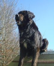 Agil'Canin 36 image 11