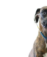 Kleintierpraxis - Dr. med. vet. Fredi Witschi