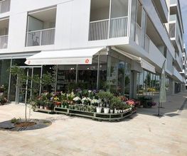 Hibiscus image 11