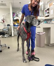 Cainhoy Veterinary Hospital image 20