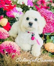 Colorful Canines image 11