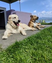 Alpepfötli GmbH Bild 9