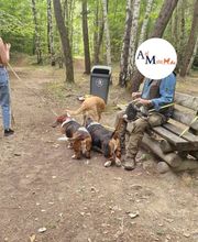 Crousticanin image 4