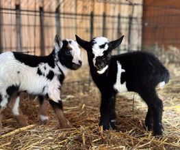 Dierenhotel Pandora afbeelding 6
