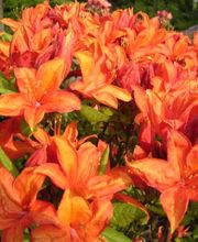 Baumschulen Eilers GbR Bild 6