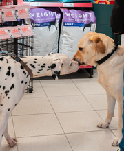 Tom&Co Saint Maximin image 7