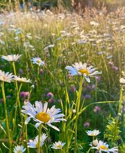 Wildblumendienst Bild 14