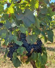 Château Les Hauts D'Aglan image 6