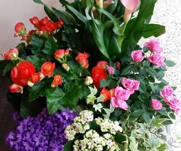 L´Orchidia image 15