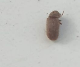 ahs - Schädlingsbekämpfung Abrell Bild 4