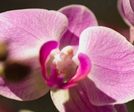 Baconnier Fleurs image 1